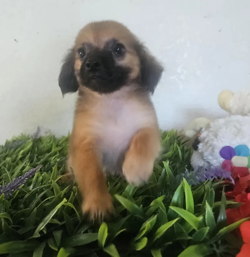 A baby small-sized male Bicolor Terrier dog named Vince for adoption in Los Angeles, CA