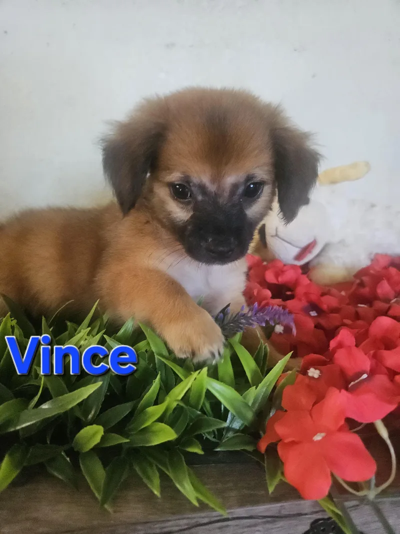 Vince thumbnail 2