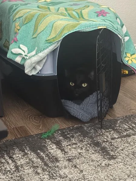 A senior medium-sized male Domestic Long Hair cat named Squirrel for adoption in San Diego, CA