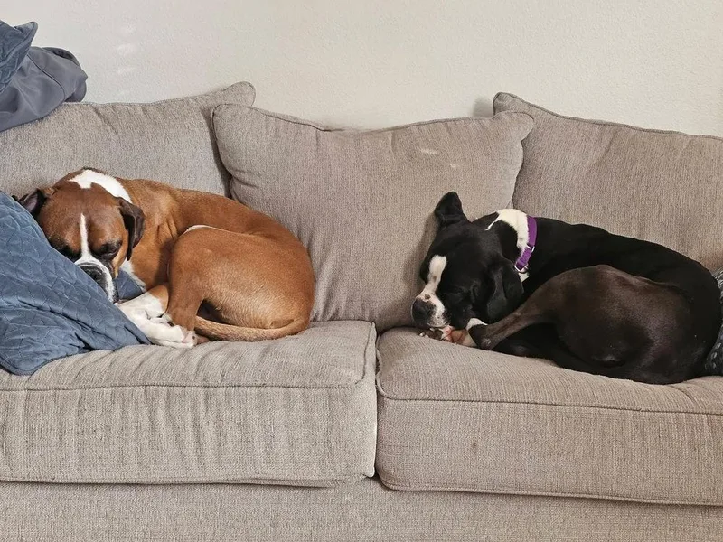 A young medium-sized male Boxer dog named Hugo for adoption in Denver, CO