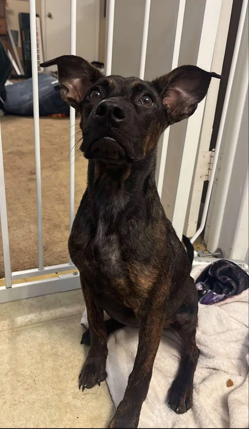 A baby medium-sized female Brindle Dutch Shepherd dog named Jolene for adoption in Semmes, AL