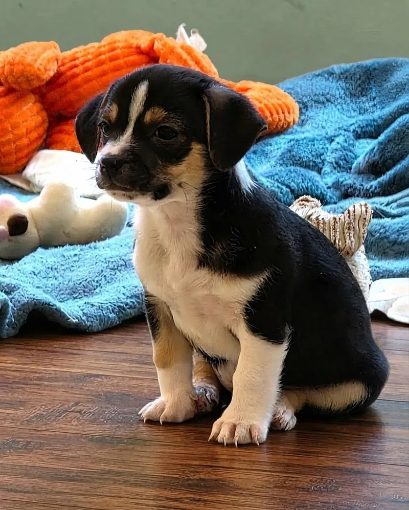 A baby small-sized male Tricolor (Brown, Black, & White) Chihuahua dog named Robby for adoption in Boca Raton, FL