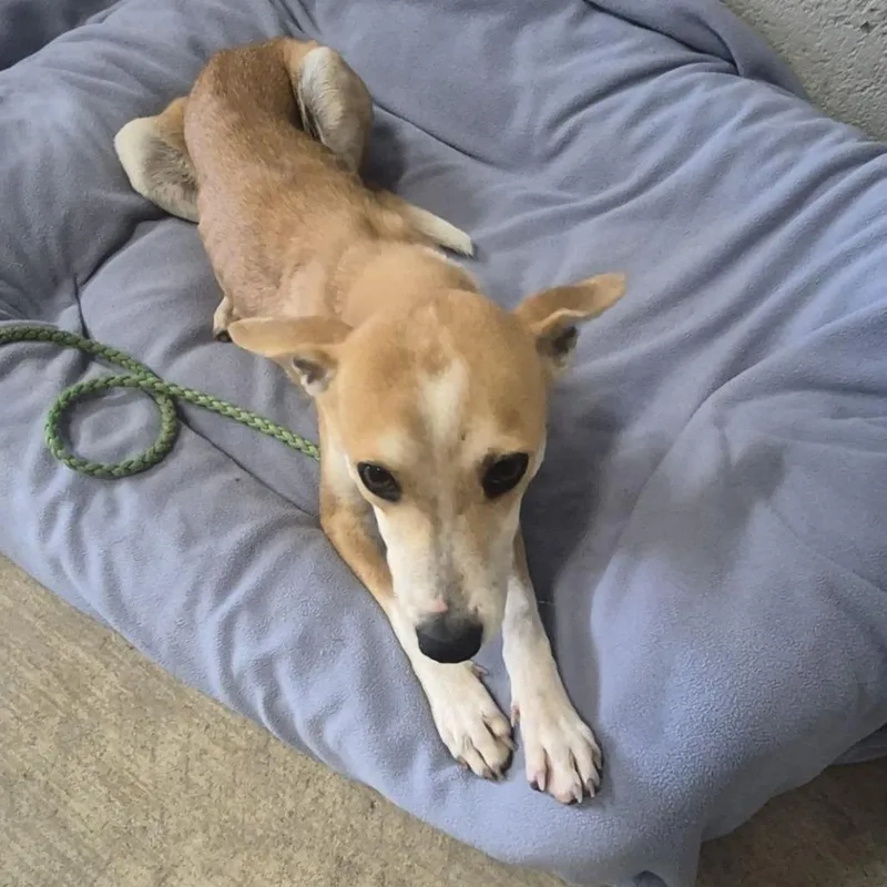 An adult small-sized female Mixed Breed dog named Graham for adoption in Austin, TX
