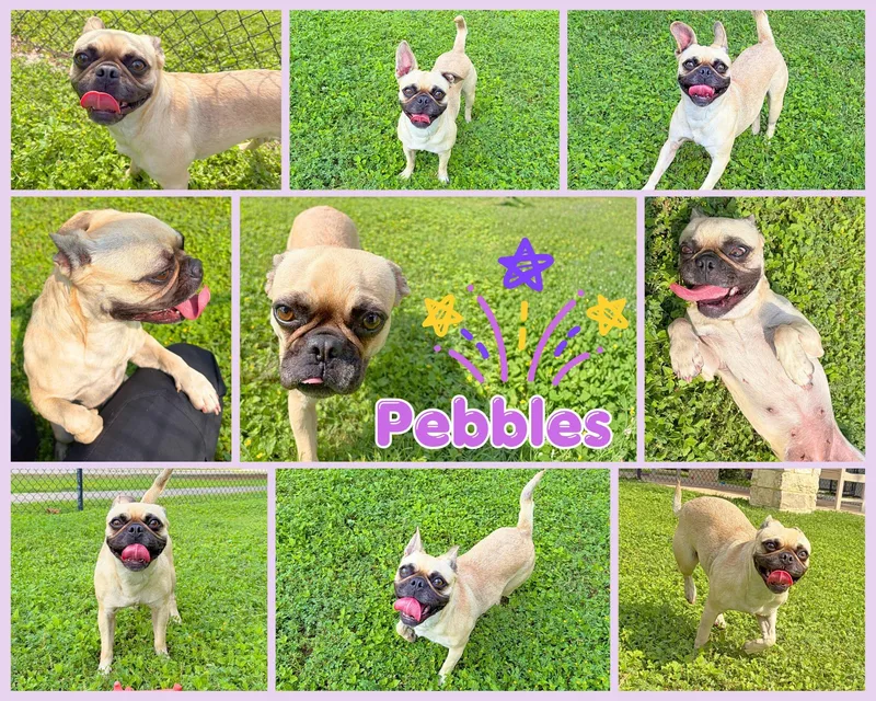 Pebbles