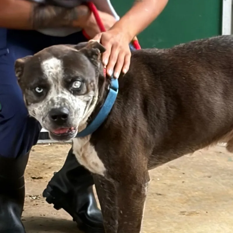 A senior medium-sized male Brown / Chocolate Mixed Breed dog named Terminator for adoption in Lake Jackson, TX
