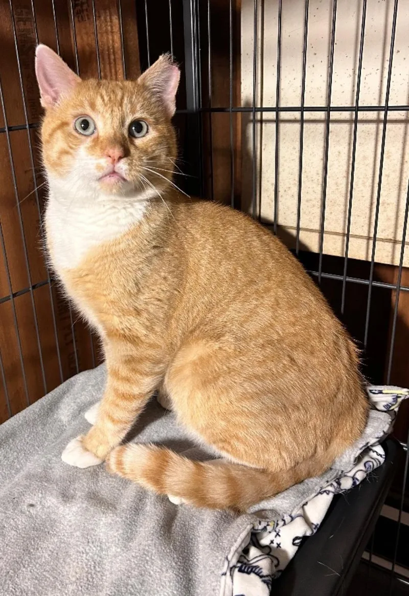 An adult medium-sized male Orange / Red Domestic Short Hair cat named Max for adoption in Nutley, NJ