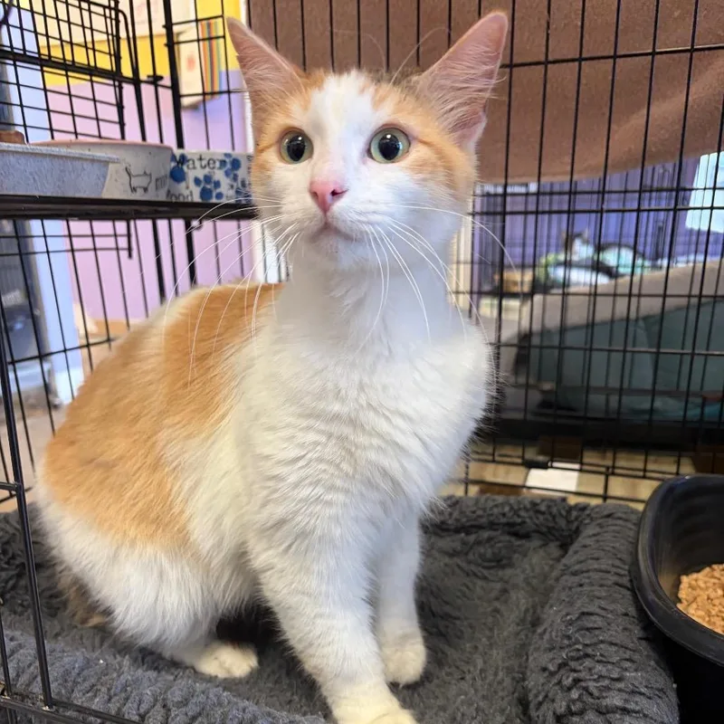 An adult medium-sized female Orange / Red Domestic Medium Hair cat named Duchess for adoption in Webster, TX
