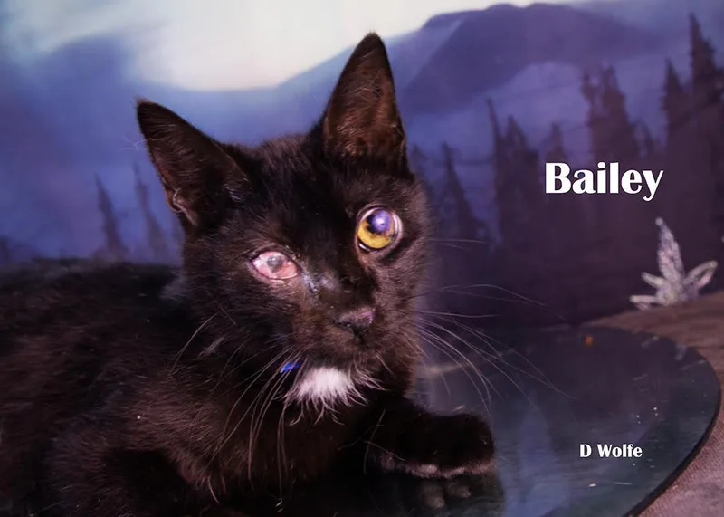 Bailey