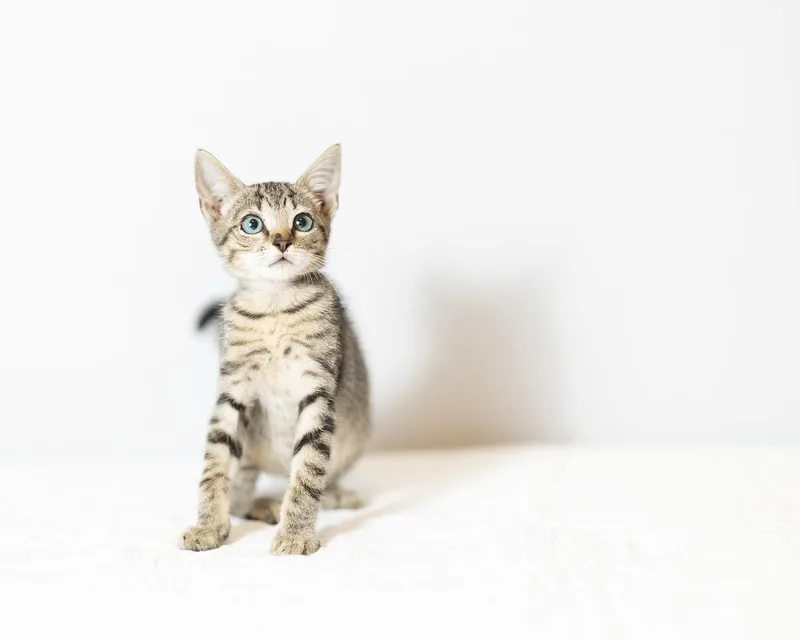 A baby medium-sized male Gray / Blue / Silver Tabby cat named Jimmy for adoption in Orlando, FL