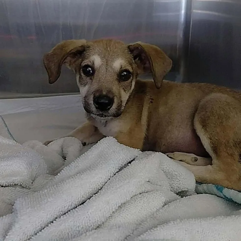 A baby small-sized female Mixed Breed dog named Juliet for adoption in Bastrop, TX