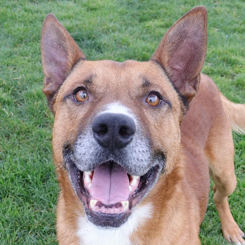 An adult medium-sized male Brown / Chocolate Shepherd dog named Arlo for adoption in Clovis, CA
