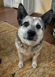 An adult medium-sized female Australian Cattle Dog / Blue Heeler dog named Rye for adoption in Winthrop, MA