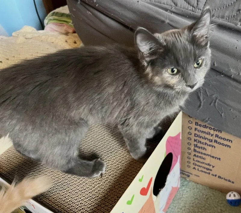 A baby medium-sized female Domestic Medium Hair cat named Matilda for adoption in Walled Lake, MI