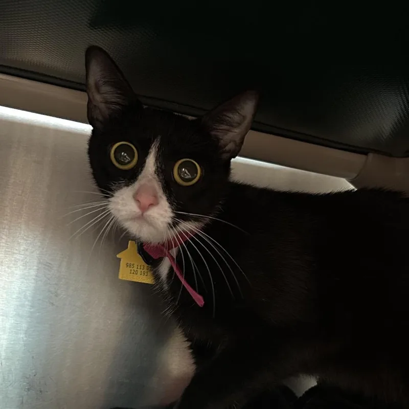 An adult small-sized female Black Domestic Short Hair cat named Twix for adoption in Springfield, MA