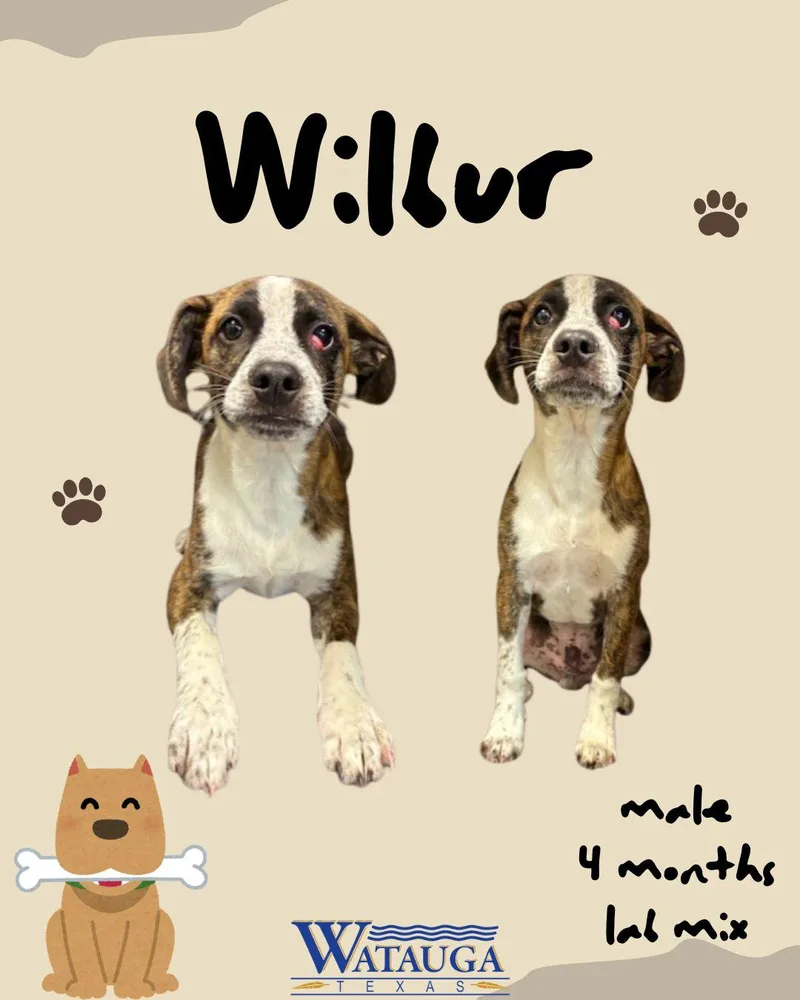 A baby medium-sized male Brindle Labrador Retriever dog named Wilbur for adoption in Watauga, TX