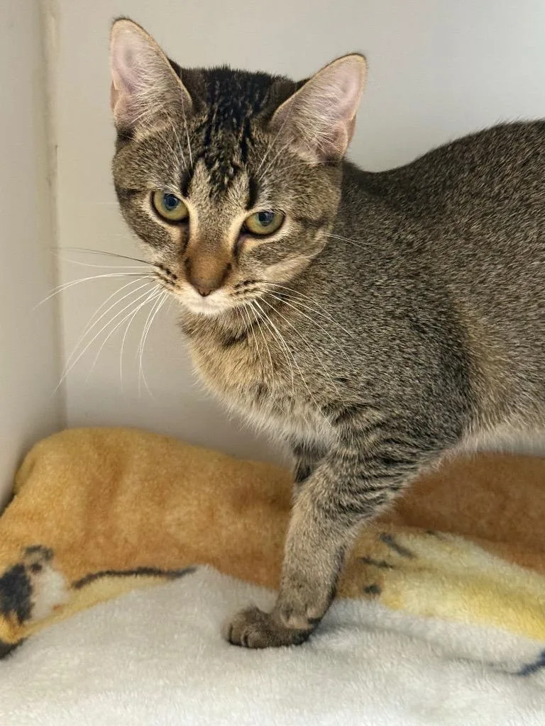 A young small-sized female Domestic Short Hair cat named Sweet Pea for adoption in Sapulpa, OK