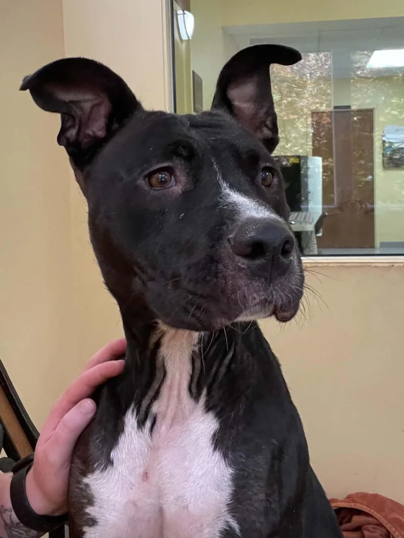 An adult medium-sized female Pit Bull Terrier dog named June for adoption in Covington, VA