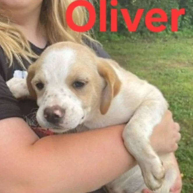 Oliver