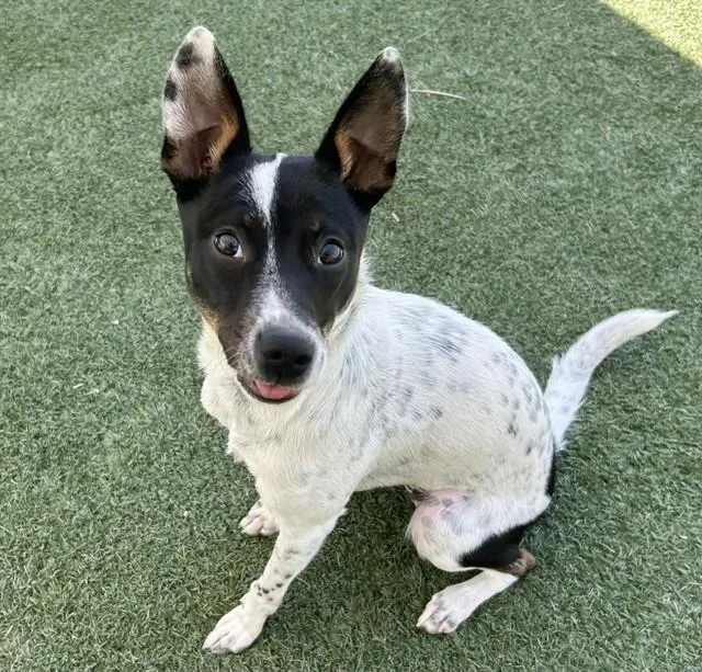 A young small-sized female Rat Terrier dog named Sky for adoption in Salinas, CA