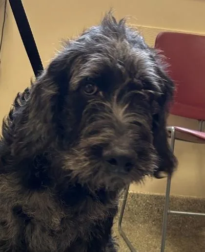 An adult large-sized male Standard Poodle dog named Leonard for adoption in Kansas City, MO