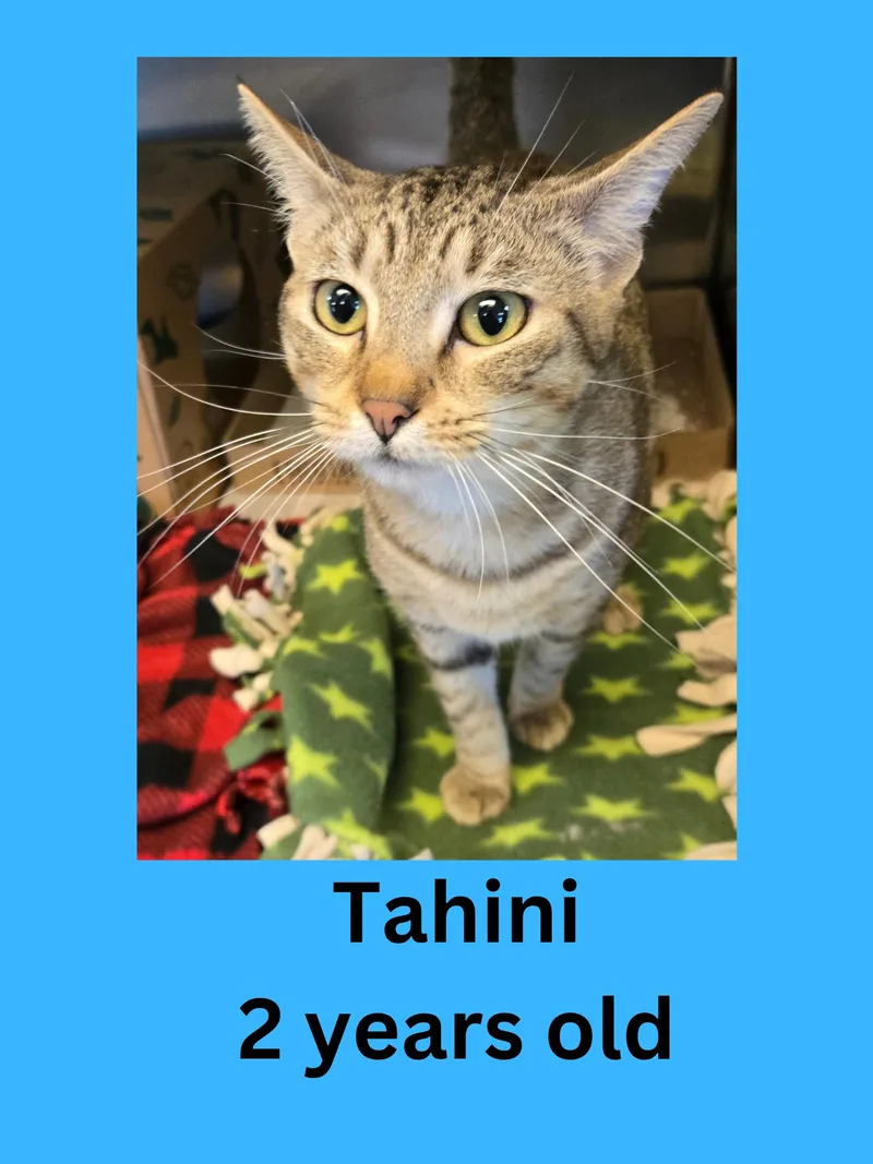 Tahini