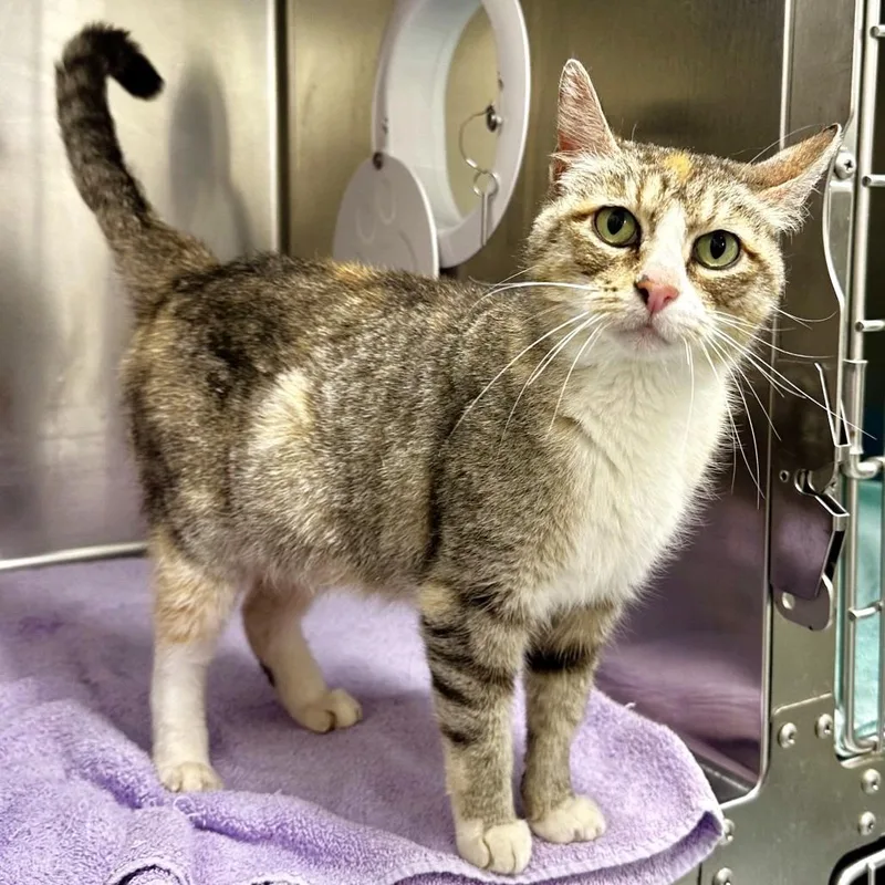 An adult large-sized female Torbie Domestic Short Hair cat named Esmerelda for adoption in Warrensburg, MO