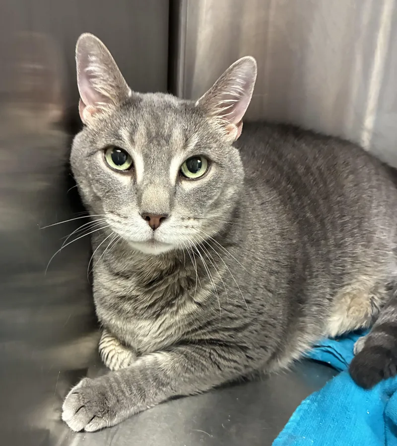 An adult extra large-sized male Gray / Blue / Silver Domestic Short Hair cat named Christian for adoption in Breinigsville, PA