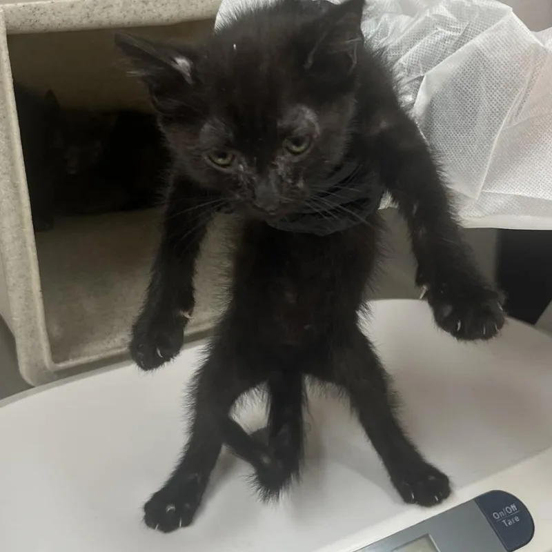 A baby small-sized male Black Domestic Short Hair cat named Asteroid for adoption in Reno, NV