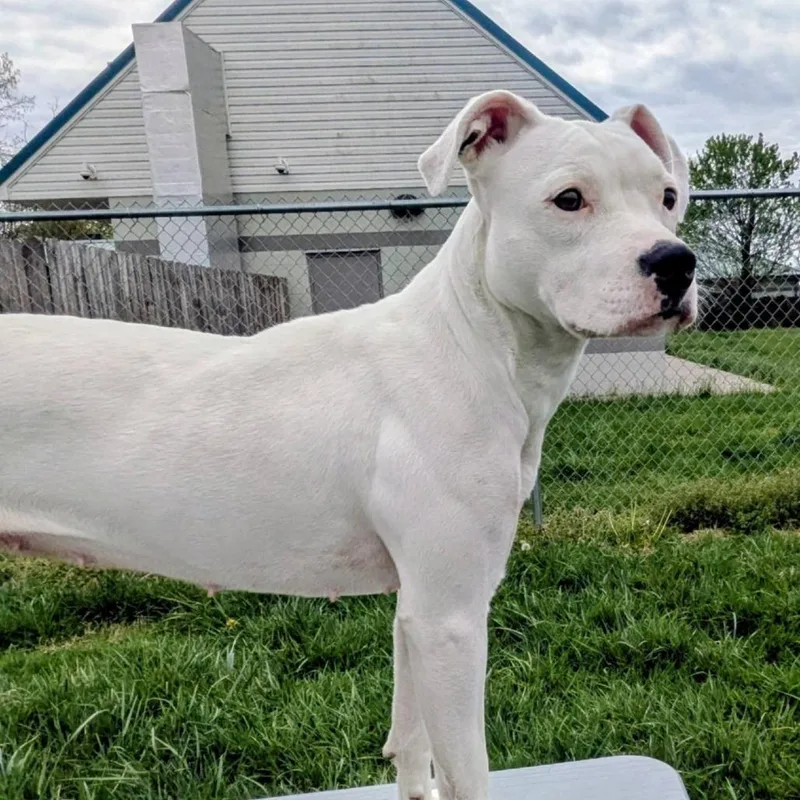 A young medium-sized male White / Cream Mixed Breed dog named Coconut for adoption in Jeffersonville, IN