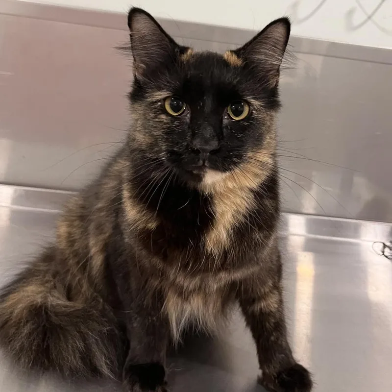 A young medium-sized female Tortoiseshell Domestic Long Hair cat named Reggie for adoption in Washburn, MO
