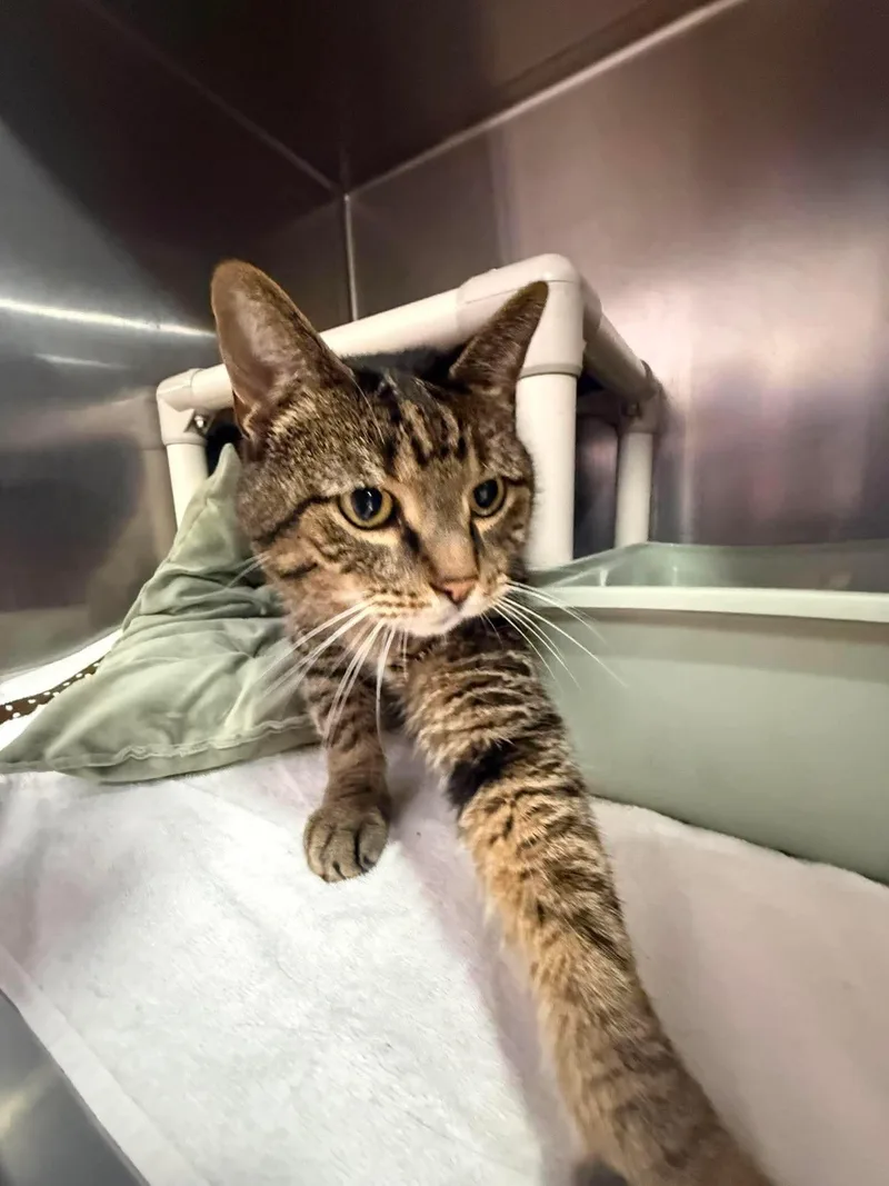A senior large-sized male Tabby (Brown / Chocolate) Domestic Medium Hair cat named Coco for adoption in Annapolis, MD