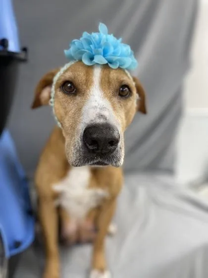 Nightqueen thumbnail 2