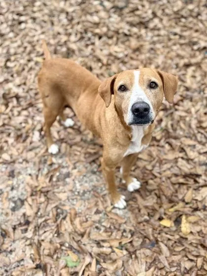 Nightqueen thumbnail 3