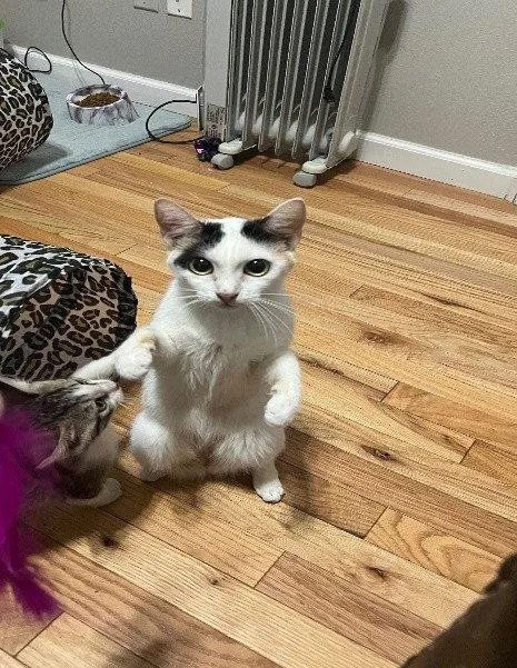 A young medium-sized female Domestic Short Hair cat named Olivia Colomar for adoption in Colorado Springs, CO