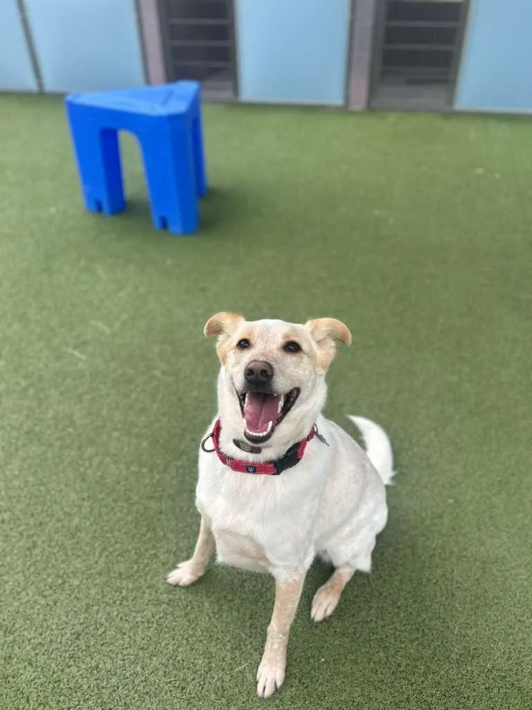 Music Man thumbnail 2