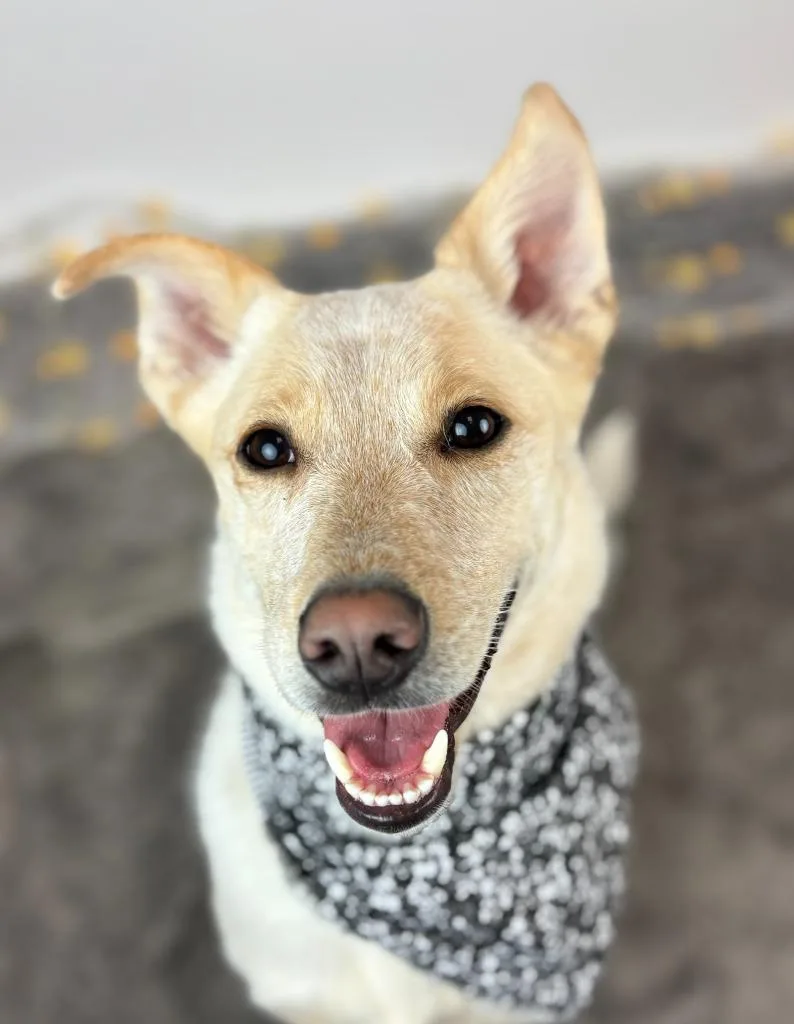 Music Man thumbnail 3