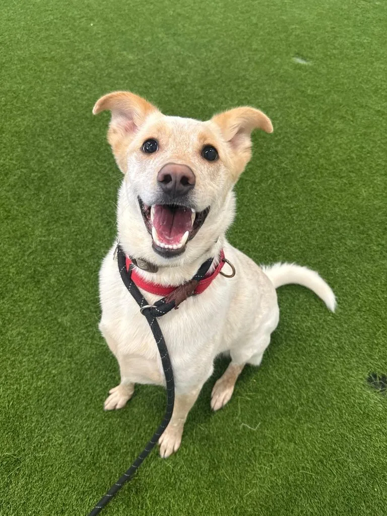 Music Man thumbnail 5