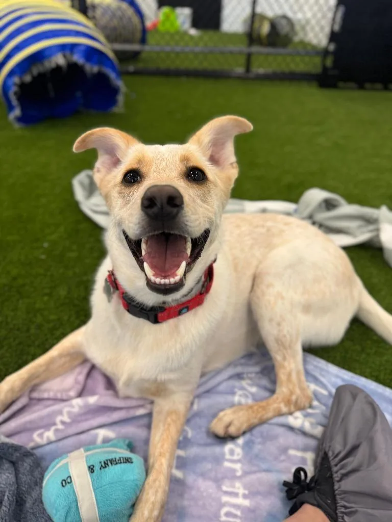 Music Man thumbnail 6