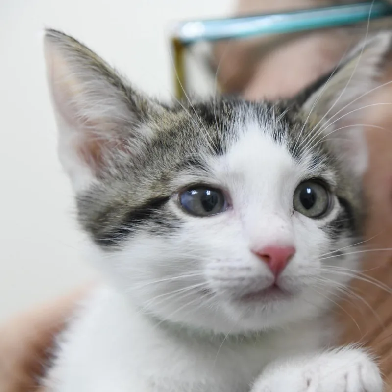 A baby small-sized male Brown / Chocolate Domestic Short Hair cat named Meyer for adoption in Redwood City, CA