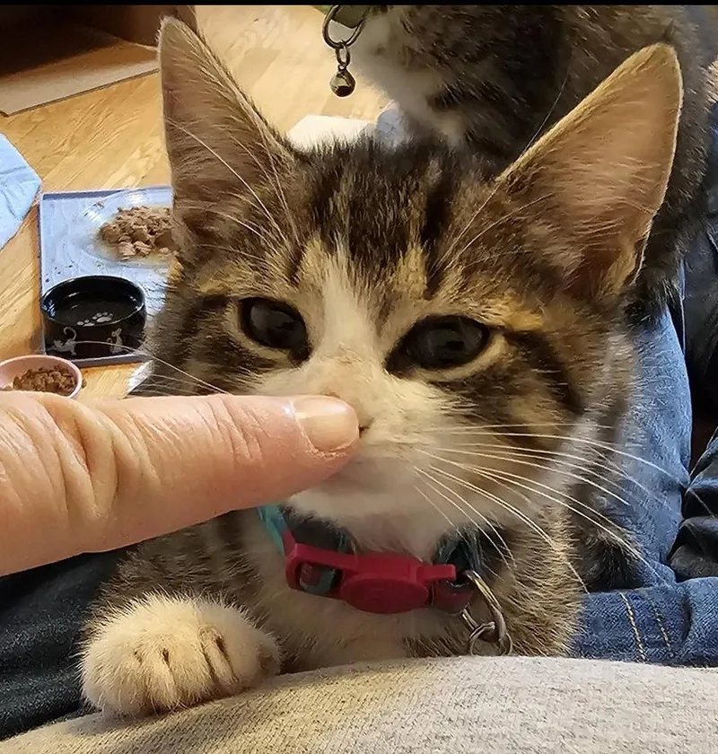 A baby small-sized female Gray & White Tabby cat named Cerulean Sea: Lucy Furr for adoption in Warren, CT