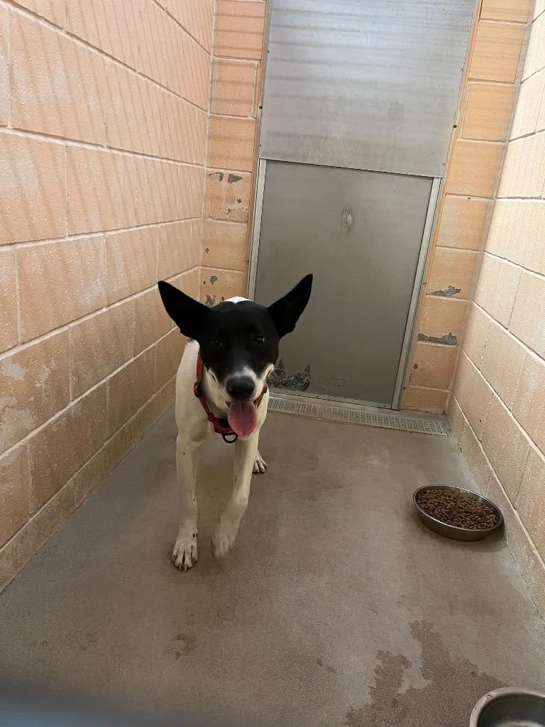 A young medium-sized male Terrier dog named Duke for adoption in New Braunfels, TX