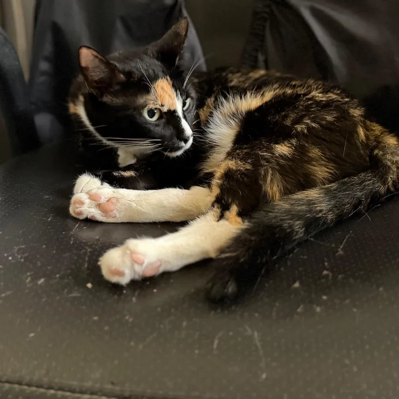 An adult small-sized female Calico Domestic Short Hair cat named Rara for adoption in Long Beach, CA