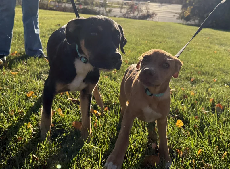 A baby medium-sized male Mixed Breed dog named Junior for adoption in Saint Albans, VT