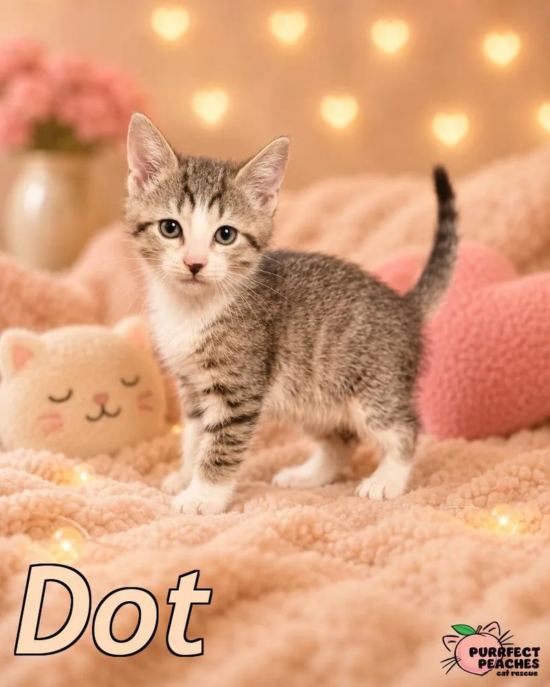 A baby medium-sized female Domestic Short Hair cat named Dot for adoption in Douglasville, GA
