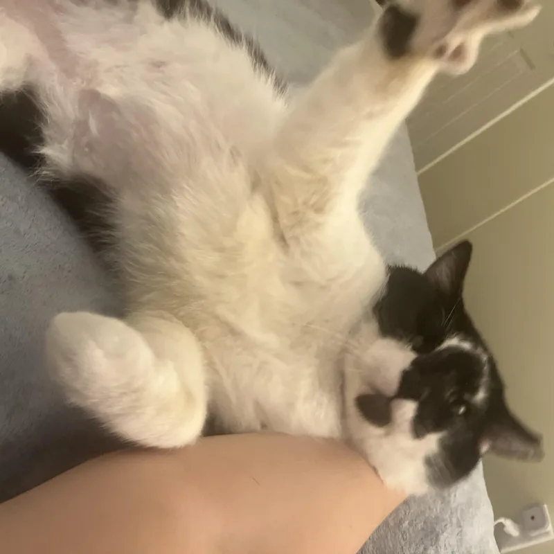 Frankenstein thumbnail 2