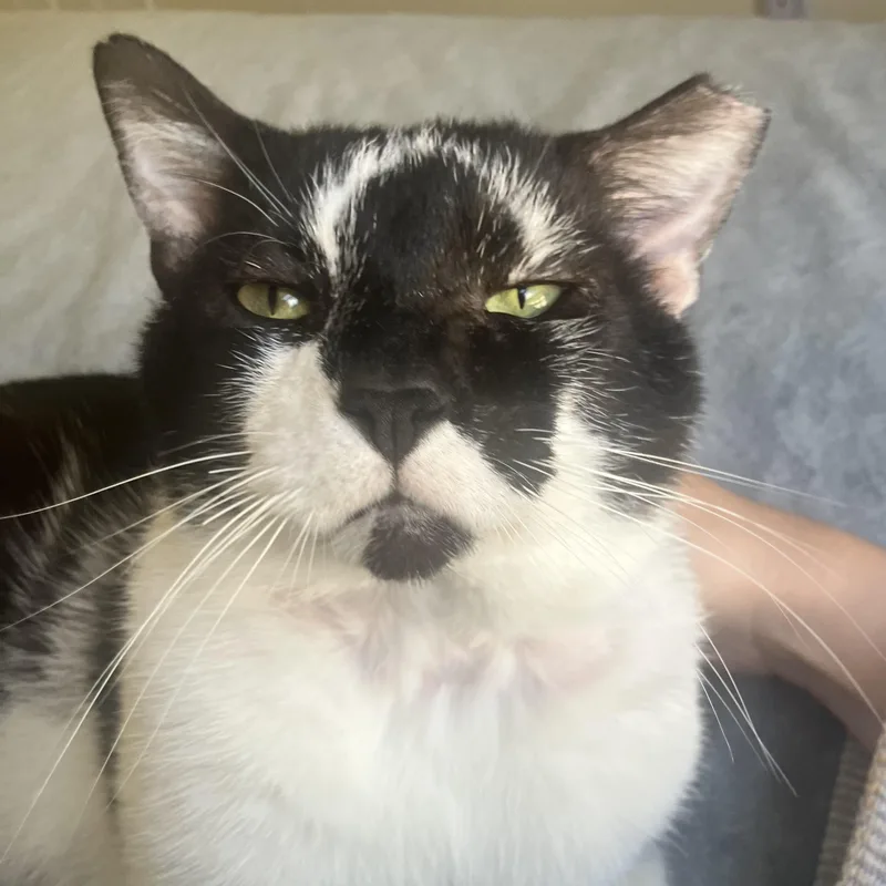 An adult large-sized male Black & White / Tuxedo Tuxedo cat named Frankenstein for adoption in Miami, FL