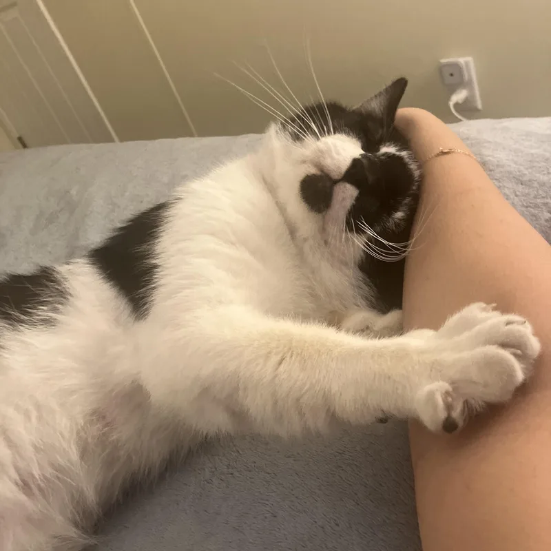 Frankenstein thumbnail 3