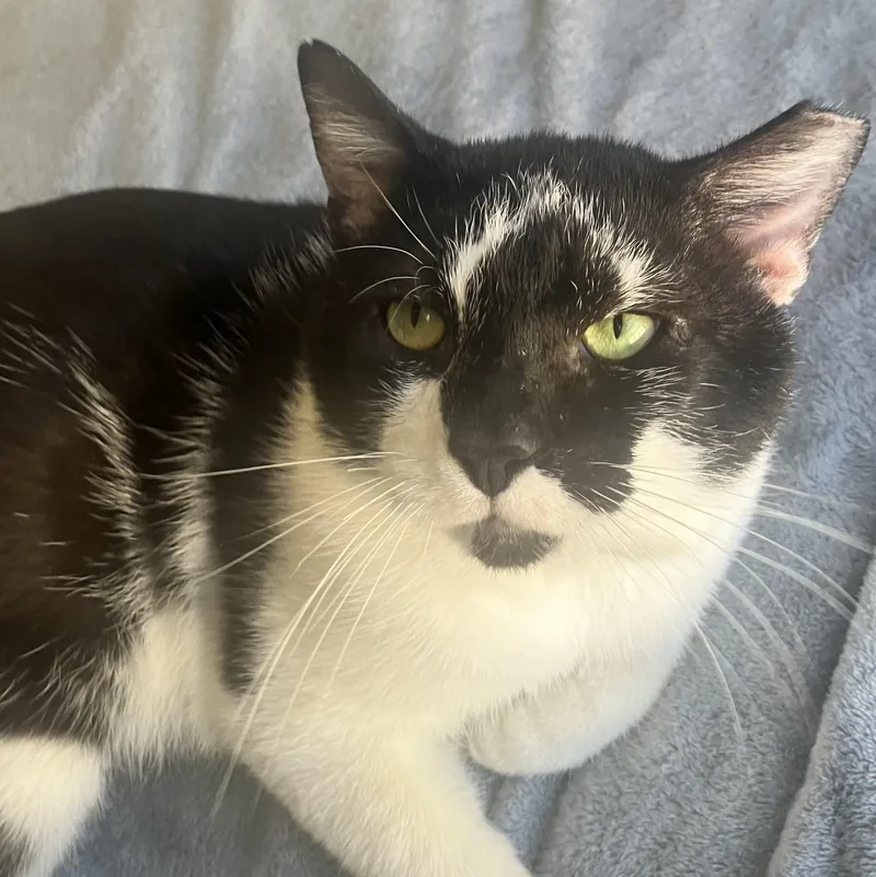 Frankenstein thumbnail 4