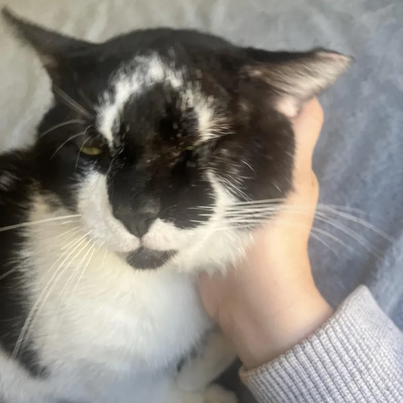 Frankenstein thumbnail 6