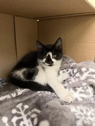 A baby small-sized female Domestic Short Hair cat named Candace for adoption in Westland, MI